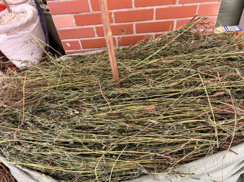 软肝草整条切段两种规格3公斤起发