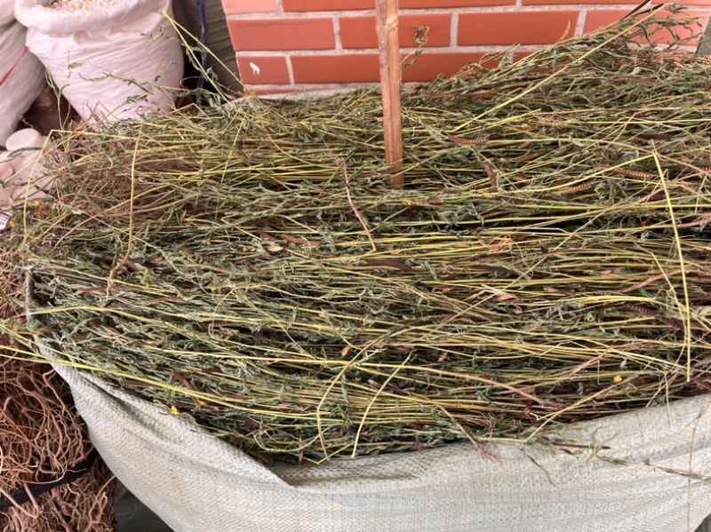 软肝草整条切段两种规格3公斤起发