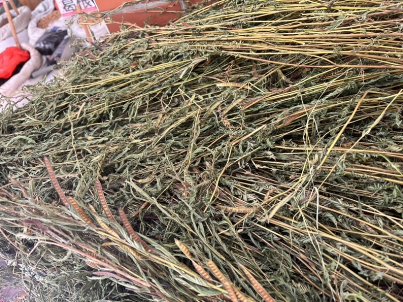 软肝草整条切段两种规格3公斤起发
