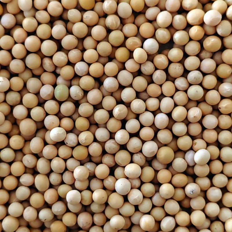 东北大小黄豆安徽黄豆豆浆豆做豆腐做馅料全国发货