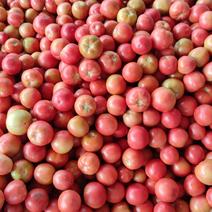 山西应县冷棚粉西红柿大量上市
