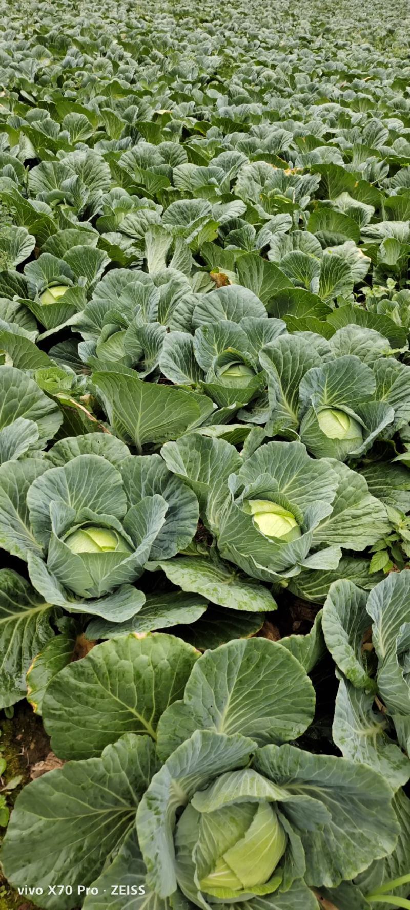 【实力商家】精选扁包菜，湖北高山甘蓝品质高口感好产地直供