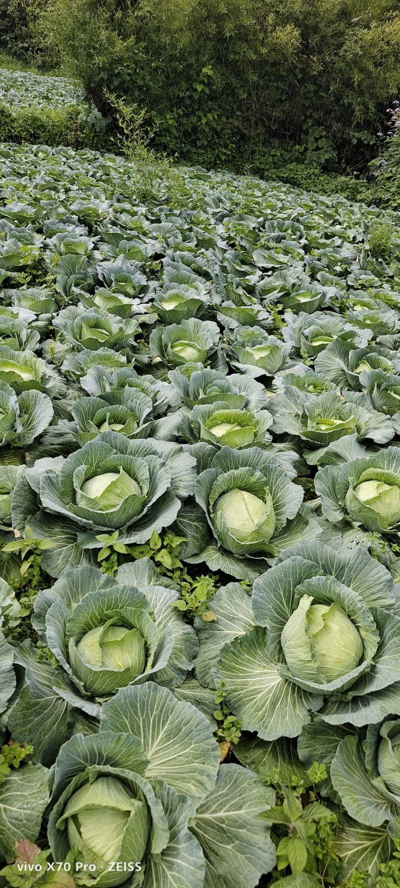 【实力商家】精选扁包菜，湖北高山甘蓝品质高口感好产地直供