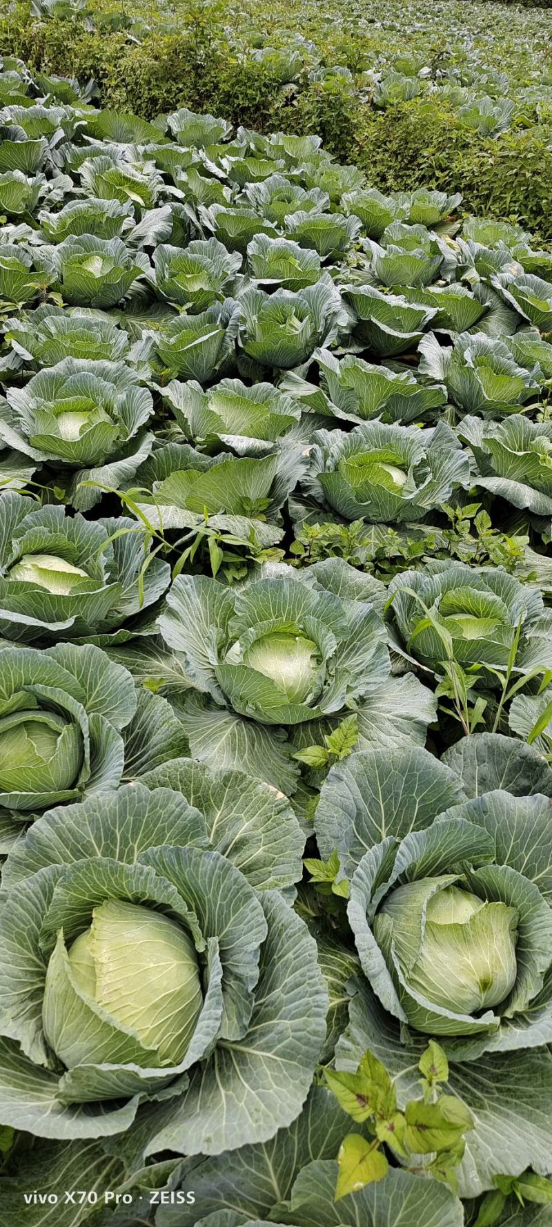 【实力商家】精选扁包菜，湖北高山甘蓝品质高口感好产地直供