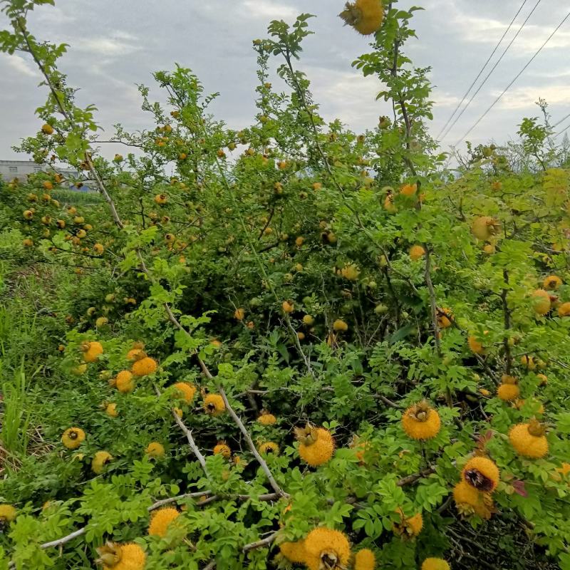 刺梨鲜果