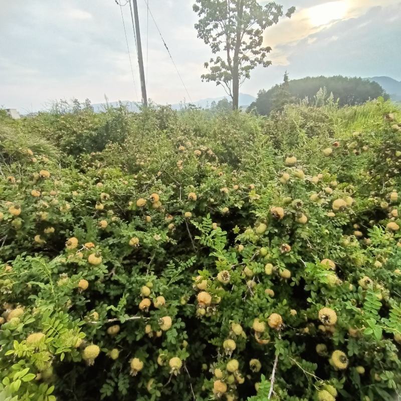 刺梨鲜果