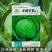 甘蓝种子正圆形甘蓝菜种籽抗病抗热高产绿色卷心菜包头菜种子