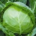 甘蓝种子正圆形甘蓝菜种籽抗病抗热高产绿色卷心菜包头菜种子