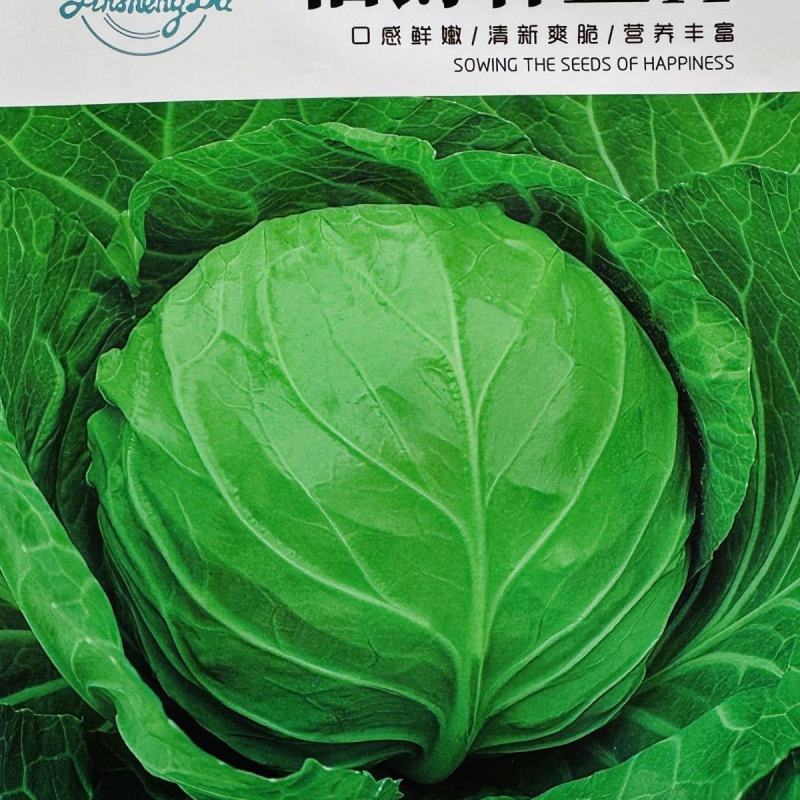 甘蓝种子正圆形甘蓝菜种籽抗病抗热高产绿色卷心菜包头菜种子