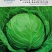 甘蓝种子正圆形甘蓝菜种籽抗病抗热高产绿色卷心菜包头菜种子