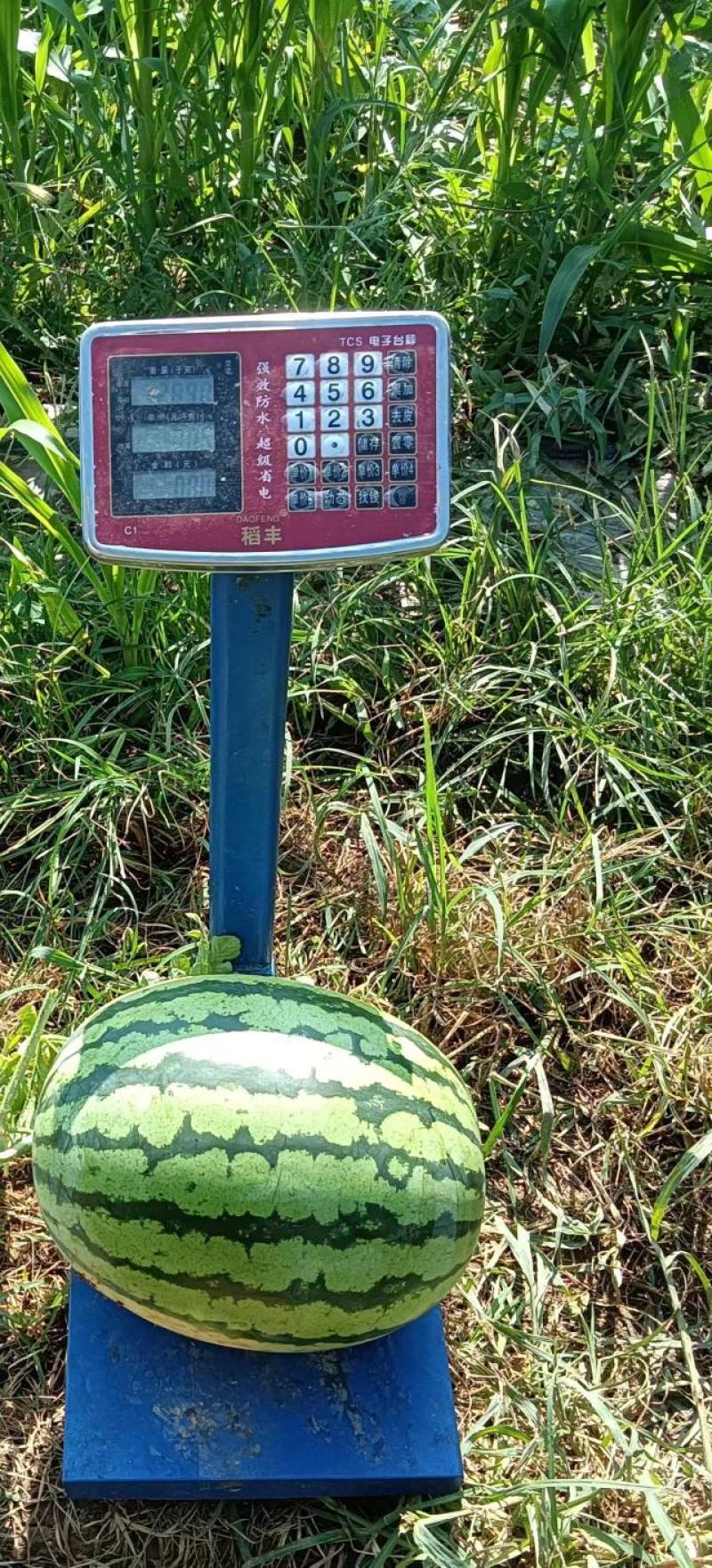 双红金钻西瓜，又东北大地雷，西瓜皮薄，沙甜爽口，圆西瓜