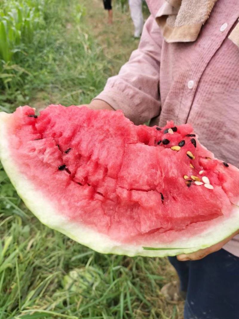 双红金钻西瓜，又东北大地雷，西瓜皮薄，沙甜爽口，圆西瓜