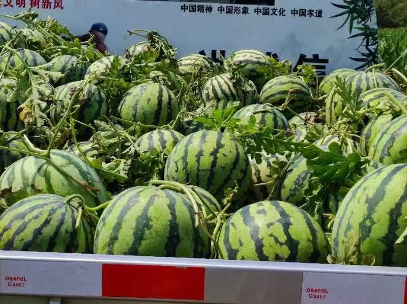 双红金钻西瓜，又东北大地雷，西瓜皮薄，沙甜爽口，圆西瓜