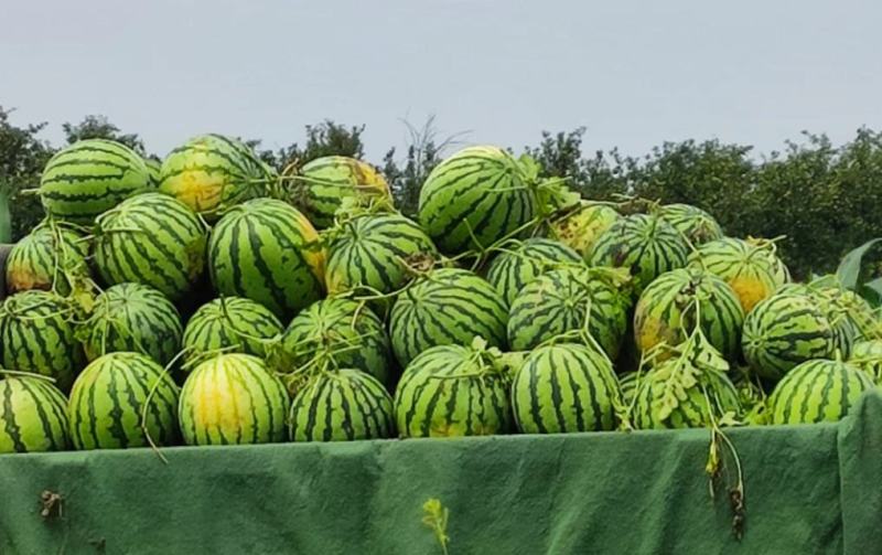 双红金钻西瓜，又东北大地雷，西瓜皮薄，沙甜爽口，圆西瓜