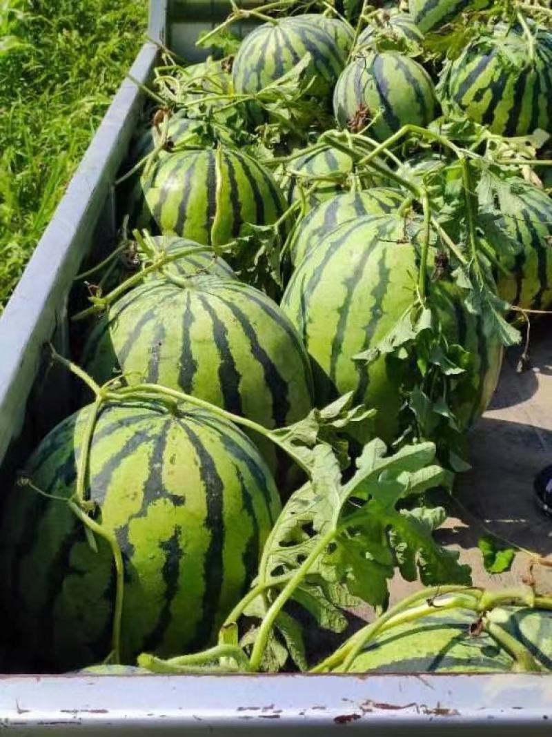 双红金钻西瓜，又东北大地雷，西瓜皮薄，沙甜爽口，圆西瓜