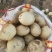 土豆常年供应