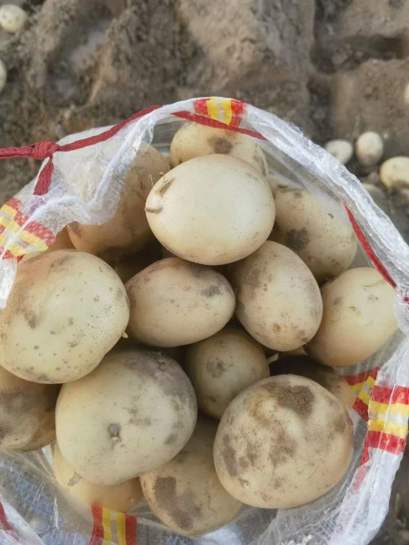 土豆常年供应