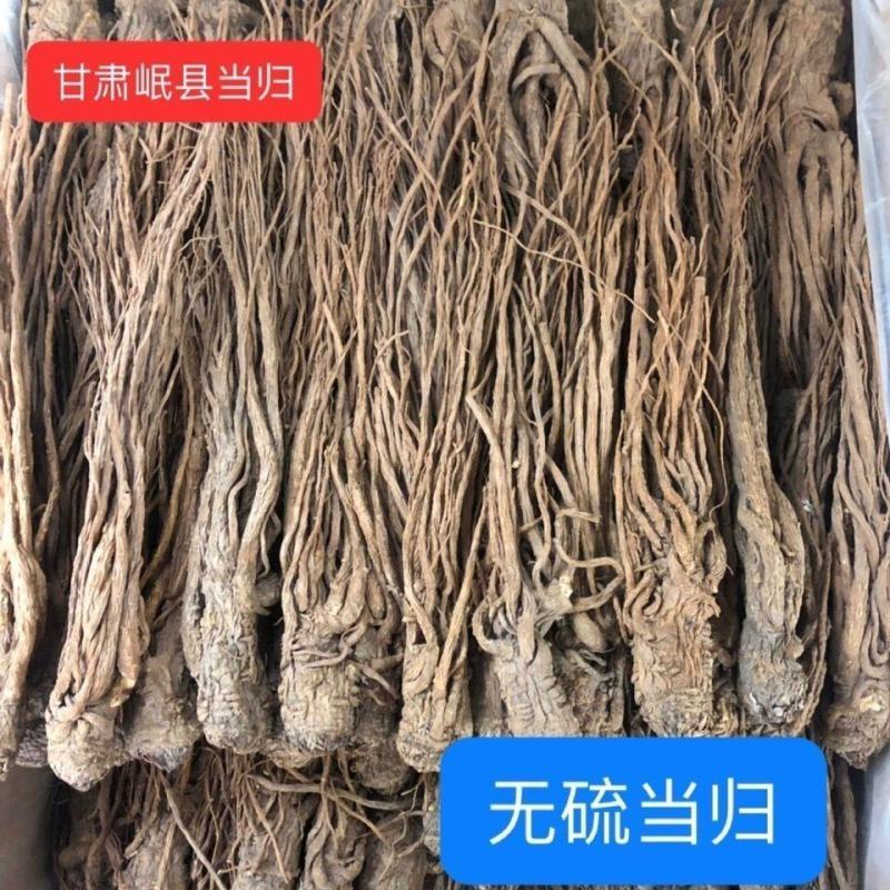 甘肃无硫当归个正宗岷县当归片全当归头同黄芪党参中药材包邮