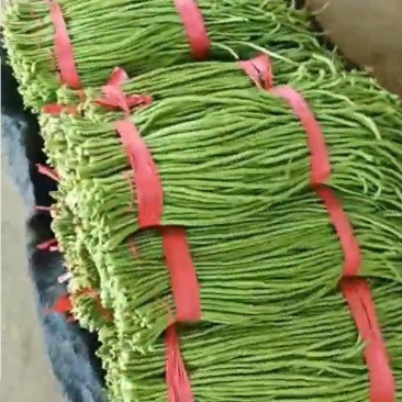 精品长豆角