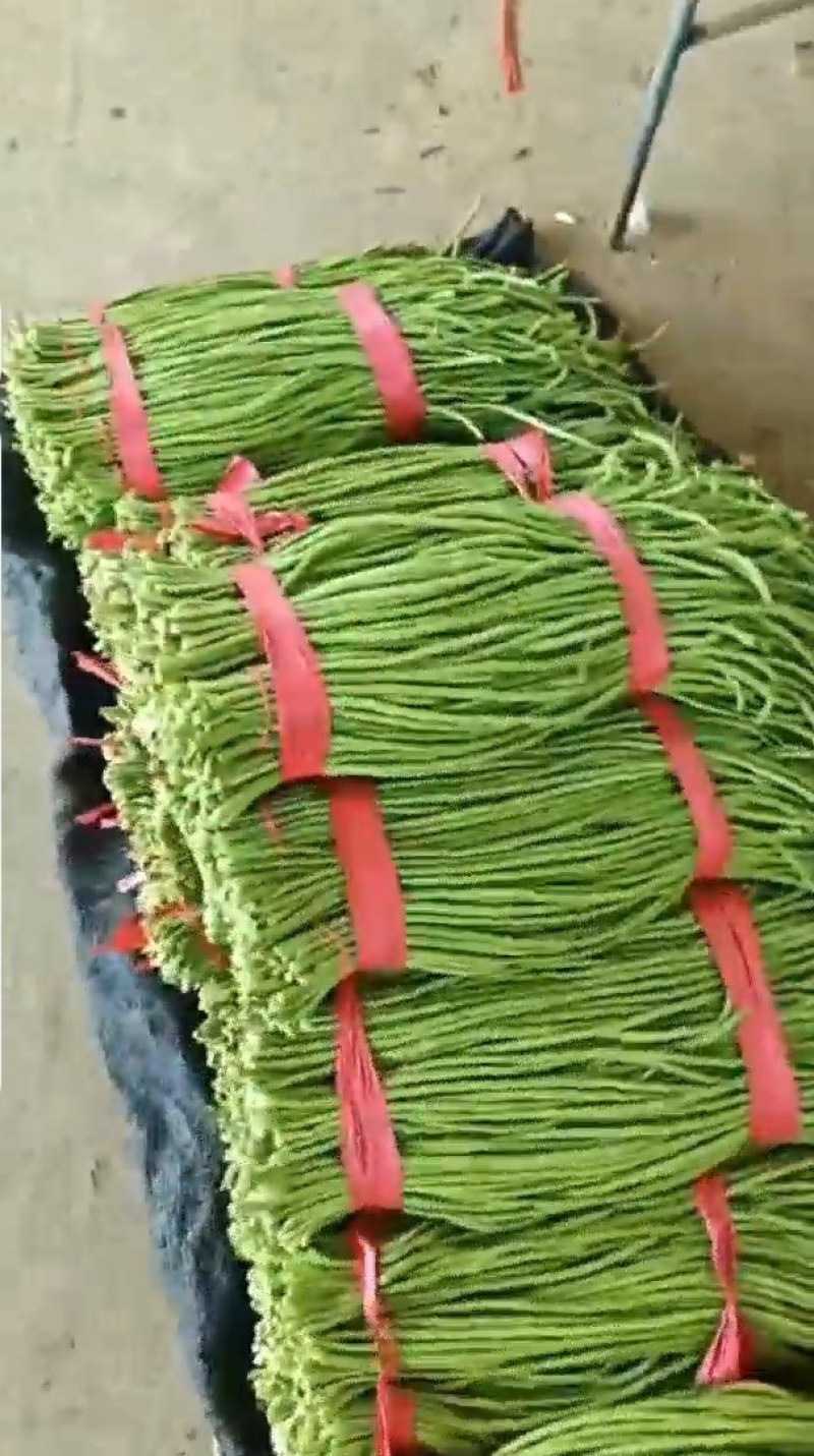 精品长豆角