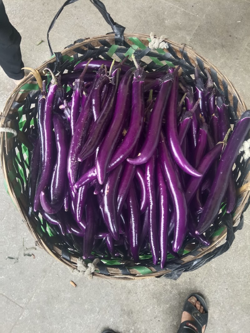 茄子