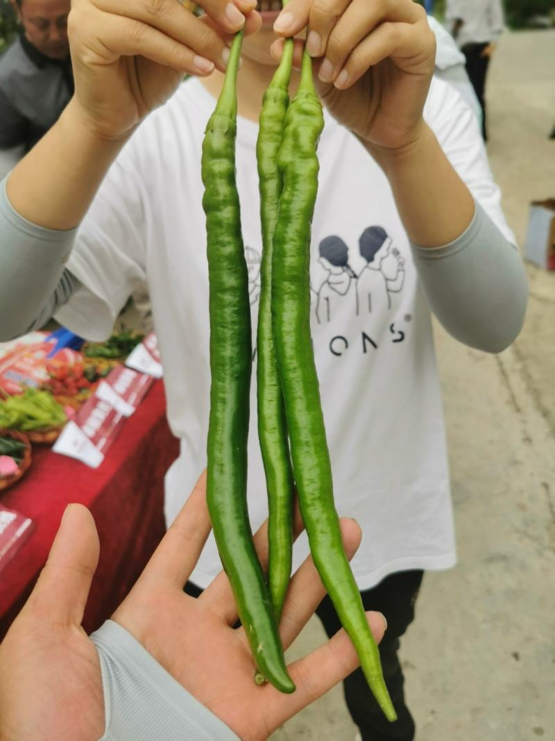 辣椒
