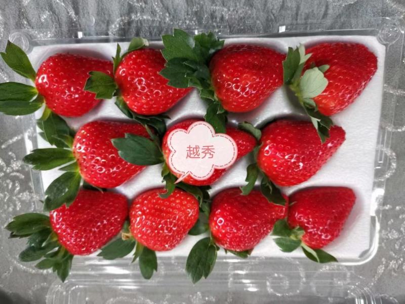 【脱毒草莓苗】隋珠香野章姬甜宝越秀妙三九香可视频基地看货