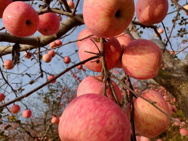 【热销推荐】苹果，山东精品红富士苹果，口感脆甜色泽鲜亮