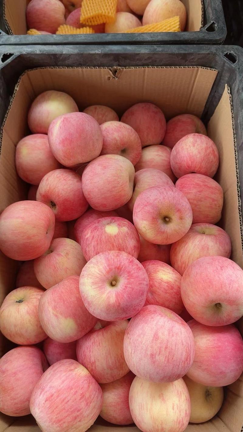 【热销推荐】苹果，山东精品红富士苹果，口感脆甜色泽鲜亮