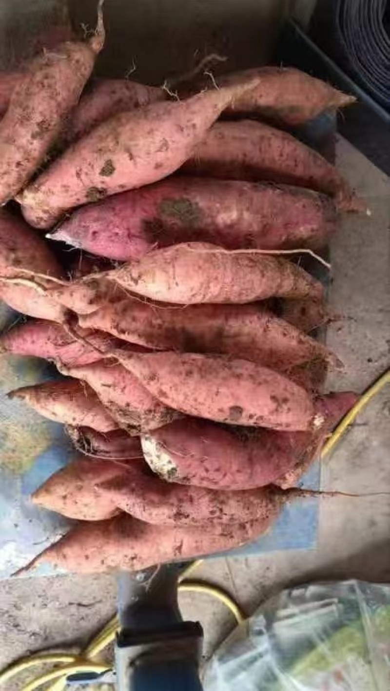 新鲜西瓜红红薯