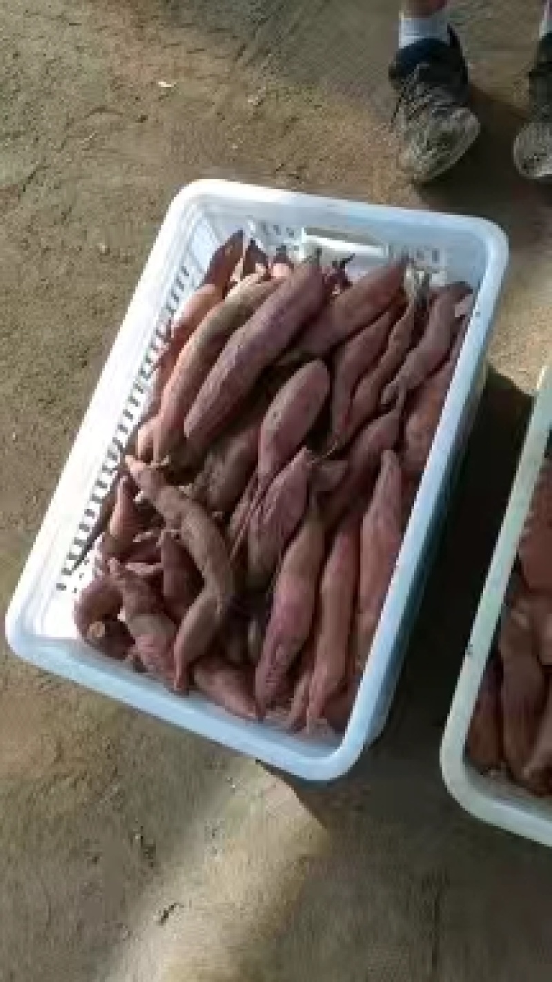 新鲜西瓜红红薯