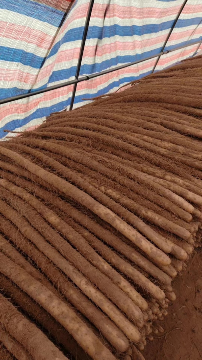 河北铁棍山药商超精品铁杆山药专业种植货源充足市场团购档口