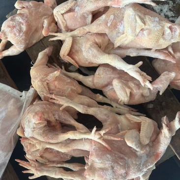 肉食二级白条鸡10公斤10只到14只需要的老板联系哦