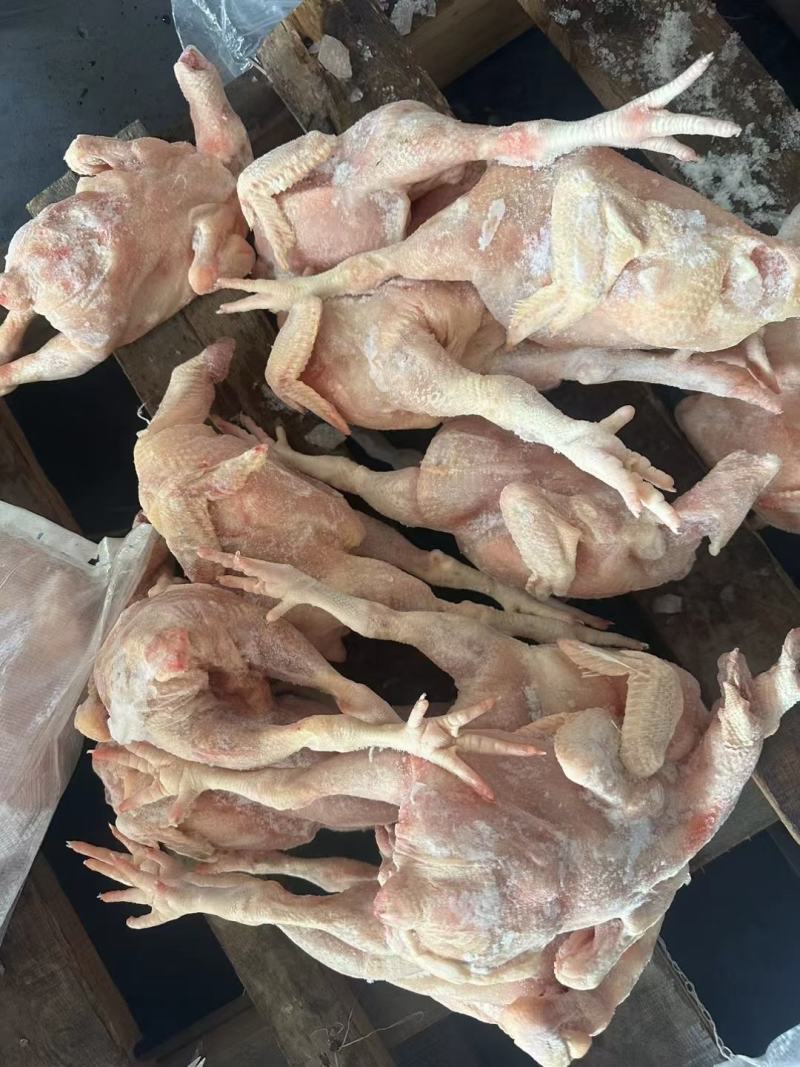 肉食二级白条鸡10公斤10只到14只需要的老板联系哦