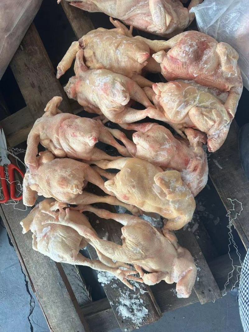 肉食二级白条鸡10公斤10只到14只需要的老板联系哦