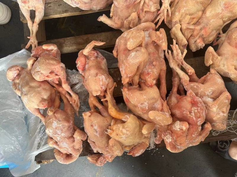 肉食二级白条鸡10公斤10只到14只需要的老板联系哦