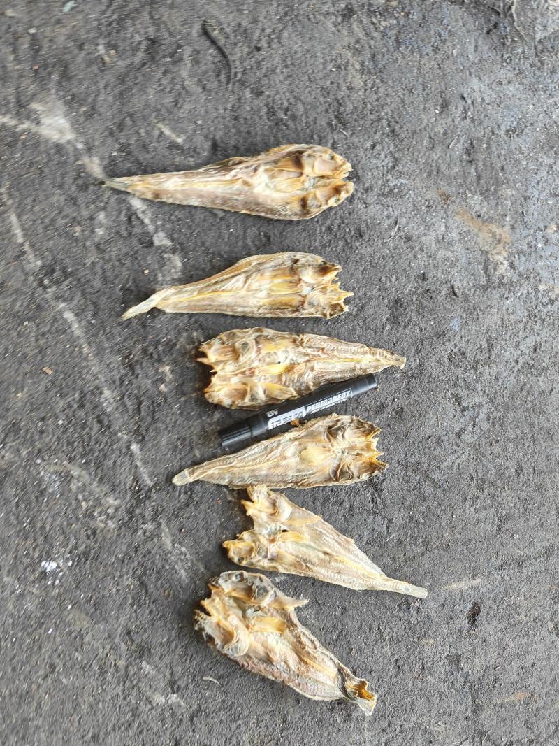 雷鱼干，干度好，淡干，全干货，煎，炒，炸，炖，煮，生吃，