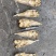 雷鱼干，干度好，淡干，全干货，煎，炒，炸，炖，煮，生吃，