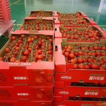 串收番茄，串番茄，串收小番茄，樱桃番茄，全年供应。