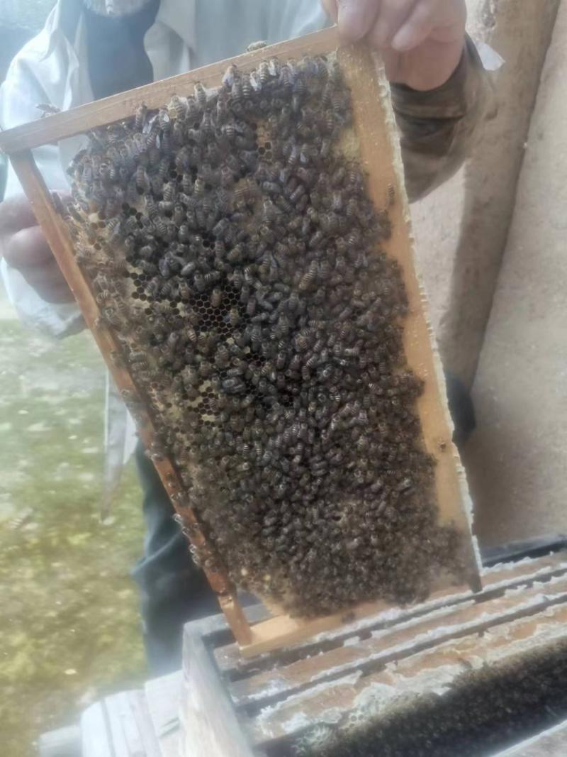 精品土蜂蜜农家自产正宗品质保障新鲜牛商推荐