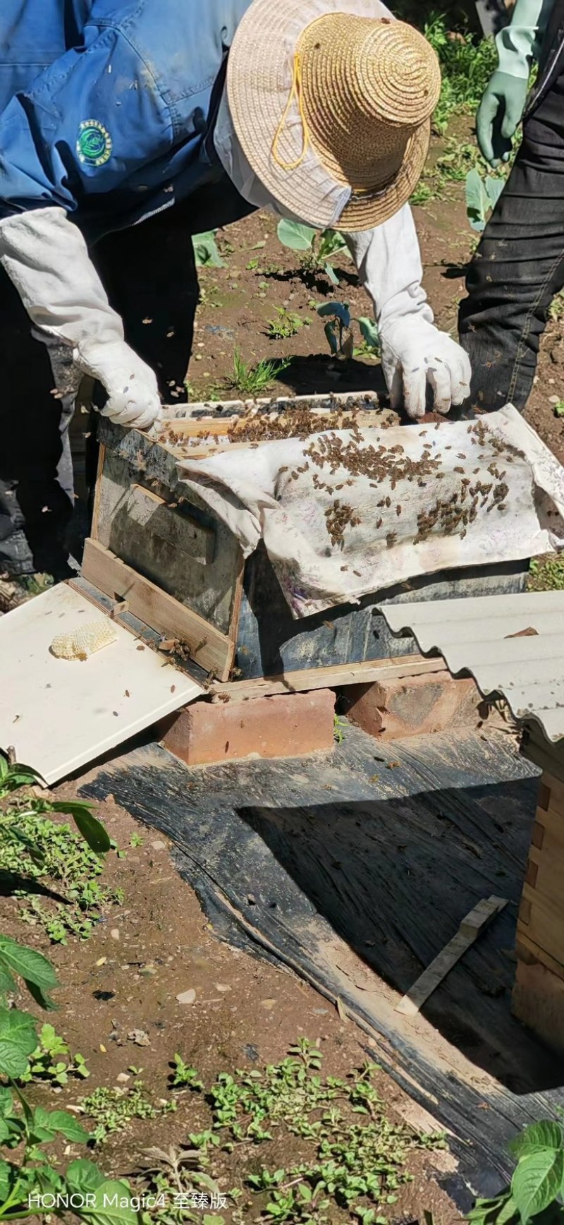 精品土蜂蜜农家自产正宗品质保障新鲜牛商推荐