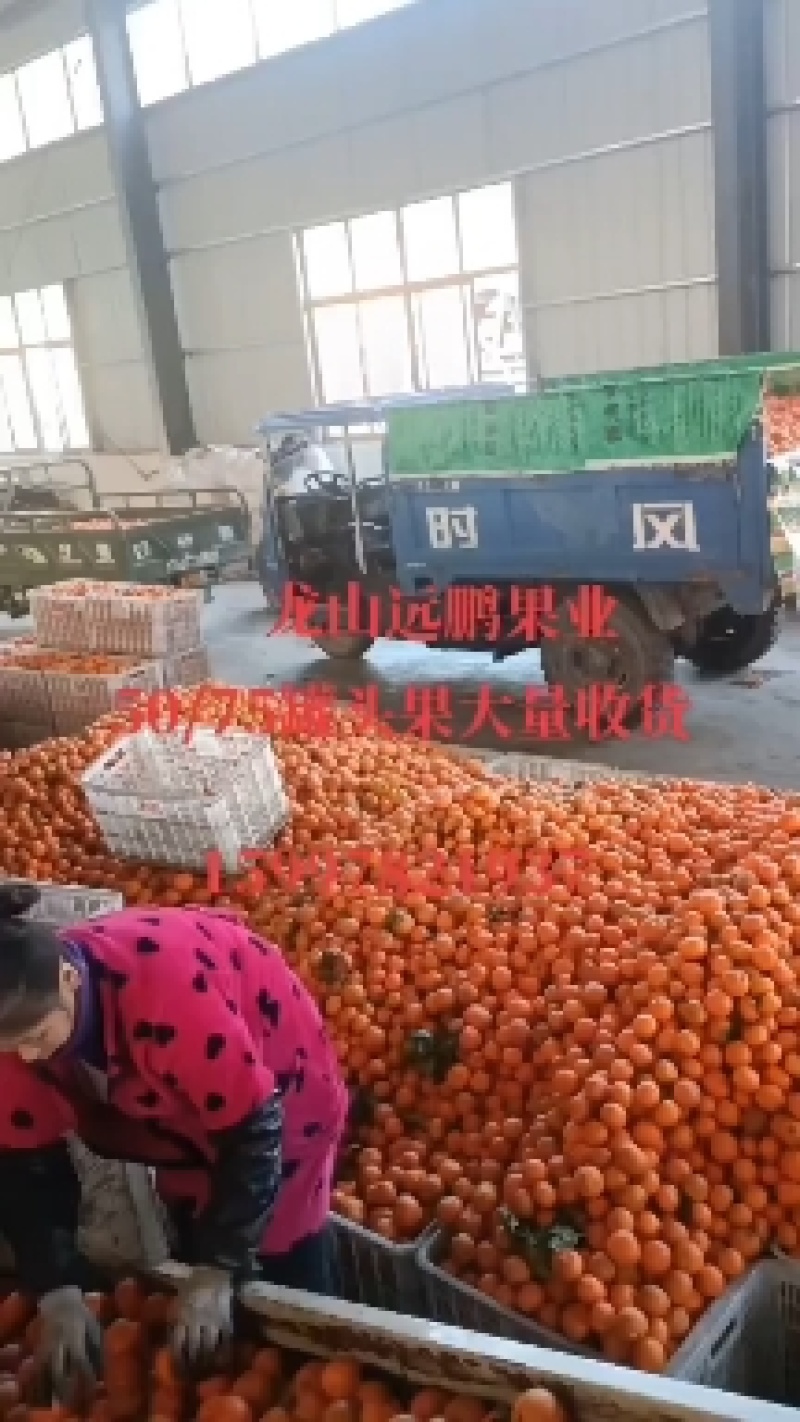丹江口蜜桔果形好，皮毛亮，汁多肉甜，产地直销
