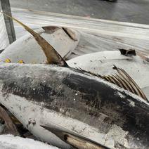 印度洋黄芪金枪鱼50kg上