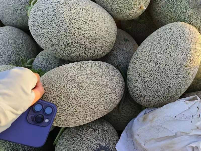 西州蜜瓜25号成熟果实特写