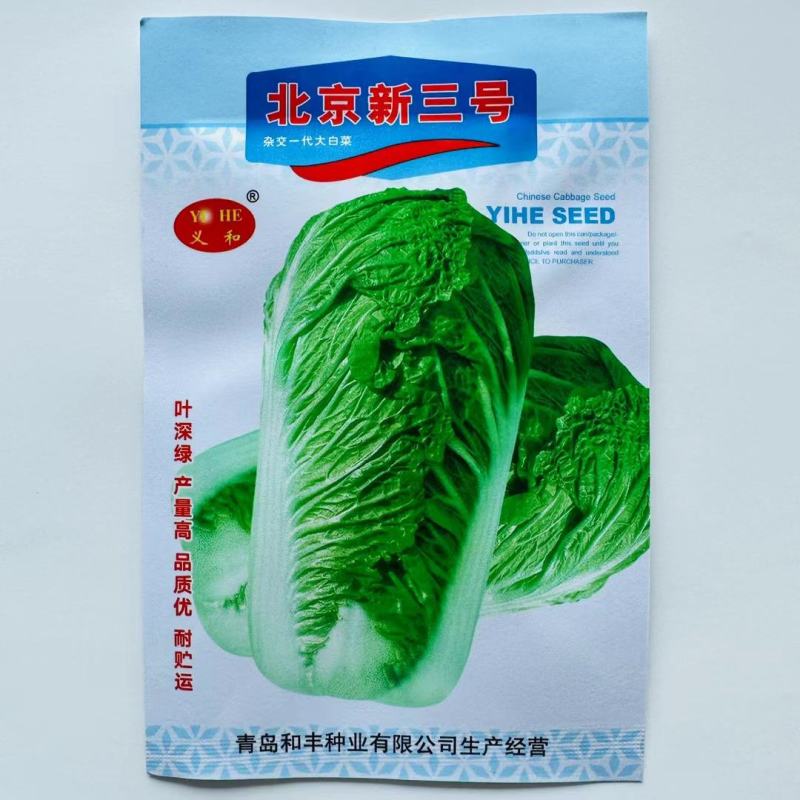 改良青杂三号白菜种子中晚熟叶球短圆筒形丰产抗病耐贮藏