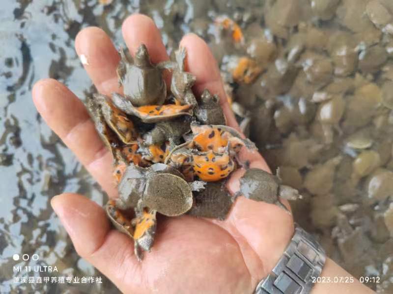 四川遂宁基地长期出售甲鱼苗