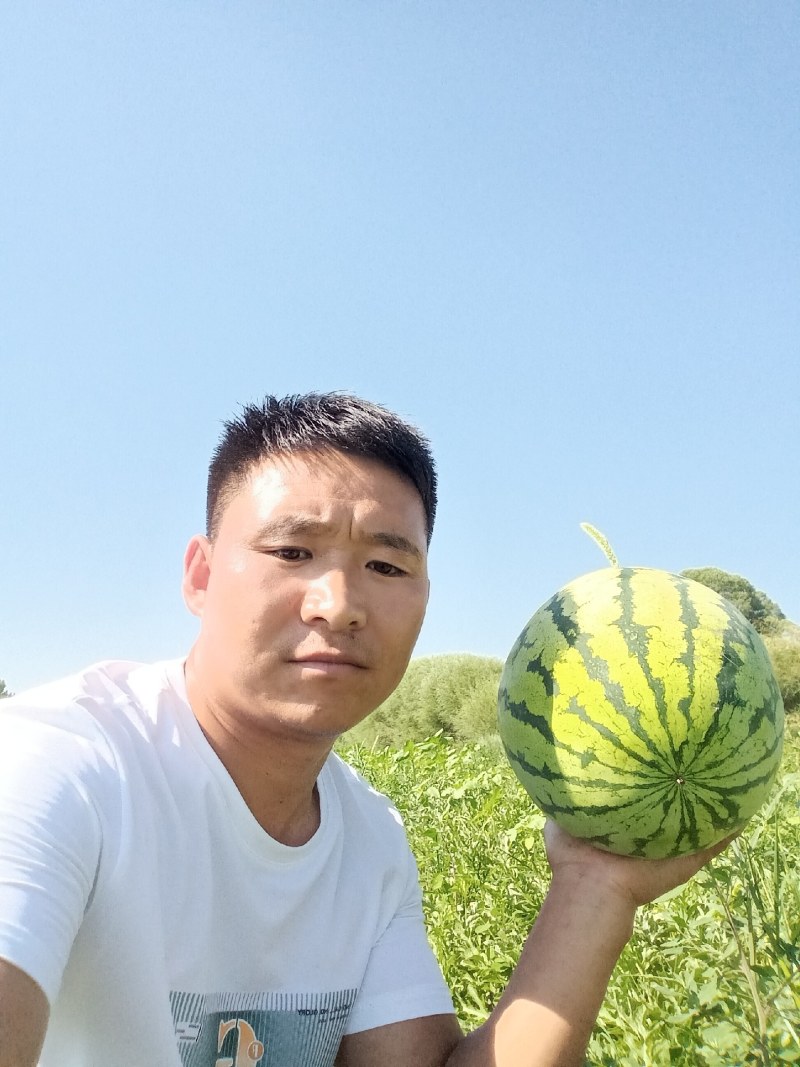 陕西精品金花一号西瓜大量上市产地直发量大纯优全国发货欢迎