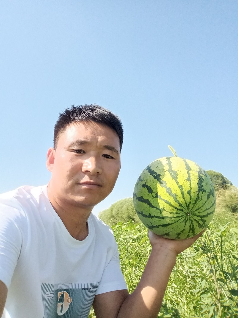 陕西精品金花一号西瓜大量上市产地直发量大纯优全国发货欢迎