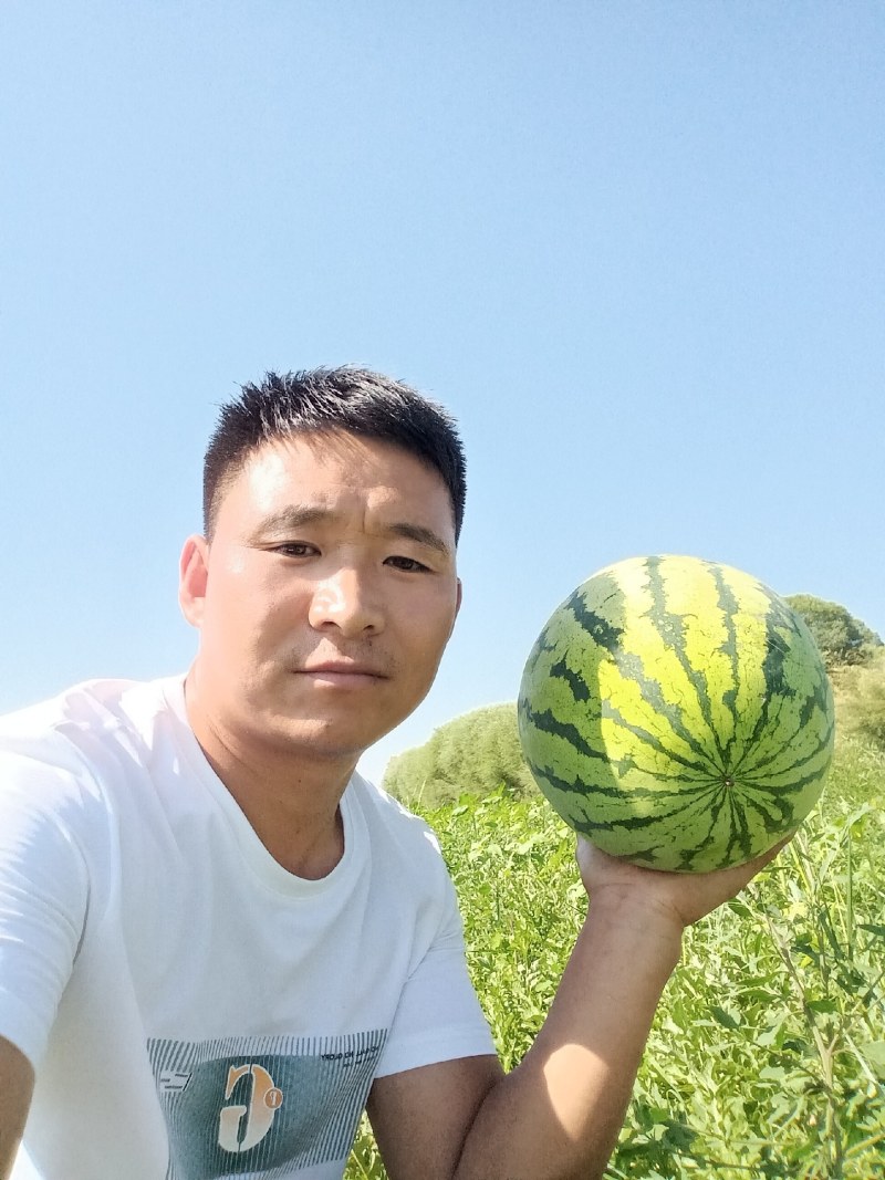 陕西精品金花一号西瓜大量上市产地直发量大纯优全国发货欢迎