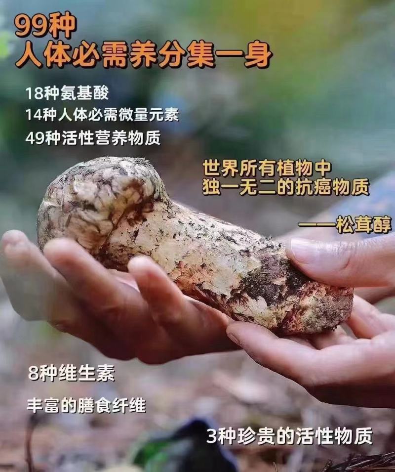野生菌